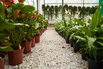 Abstract floral background. Beautiful colorful flowers in a flower shop