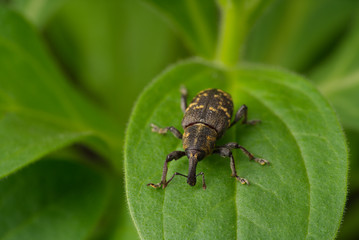 Close-up. Weevil beetle pine. An insect sits on a green leaf of a plant. Pest tree.