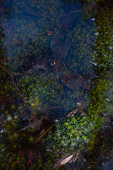 Close up of green moss on swampy woodland.