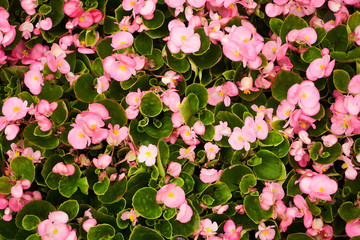 Abstract floral background. Beautiful colorful flowers in a flower shop