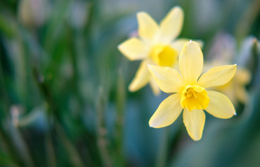 Fototapeta na wymiar A bouquet of yellow daffodil flowers surrounded by green foliage