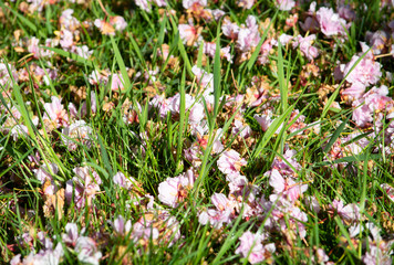 cherry blossom ghround
