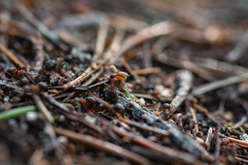 Forest workers.