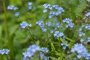 Forget-me-not, Myosotis sylvatica, beautiful blue flower