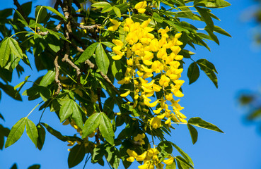 laburnum bowing 2