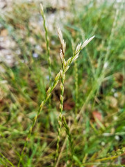 Perennial or winter ryegrass