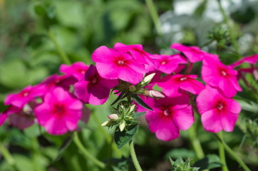 Fototapeta premium Crimson annual Phlox in the garden close up