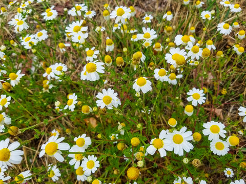 Flowes of sea mayweed Tripeurospermum maritimum