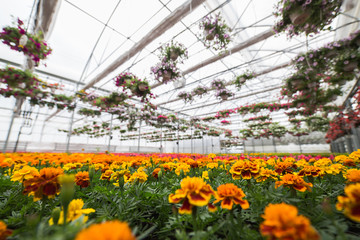 Beautiful greenhouse with orange flowers. Selective focus. 