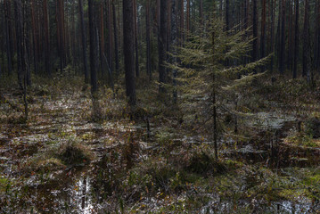 Swampland in sacred forest.