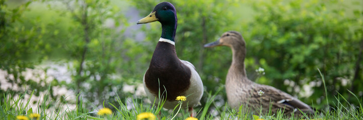 Drake and duck on green grass. Summer and spring time.