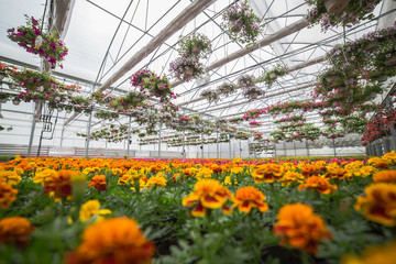 Beautiful greenhouse with orange flowers. Selective focus. 