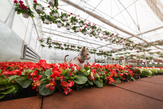 Sweet Cat In Green House With Orange Flowers. Cat Lover