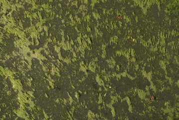 Blooming Green Water. Green Algae Polluted River