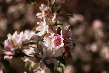 apple tree blossom
