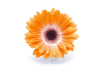 Blue Gerbera flower on white background.