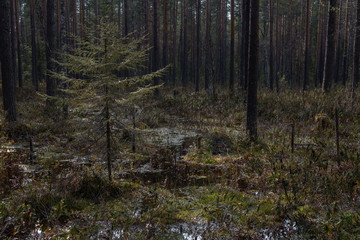 Swampland in sacred forest.
