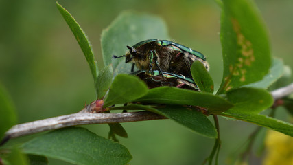 Goldglänzender Rosenkäfer, Cetonia aurata, bei der Paarung auf Berberitze