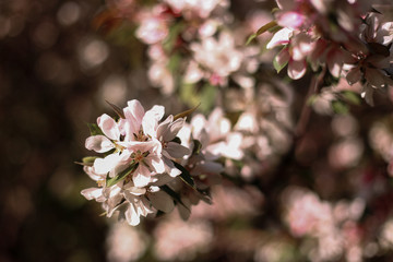 apple tree blossom