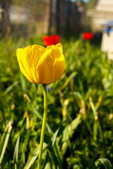 Yellow tulip in green grass in the garden