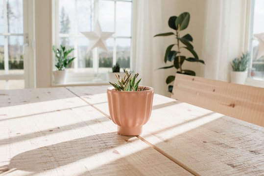 cactus plant on a table at home