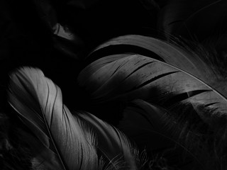 Beautiful abstract white and black feathers on white background and soft white feather texture on white pattern and dark background, gray feather background, black banners