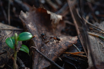 Forest workers.