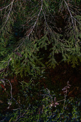 Close up of green fir branch on swampy woodland.