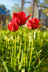 Red Tulip in the green grass in the garden