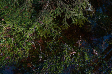 Close up of green fir branch on swampy woodland.