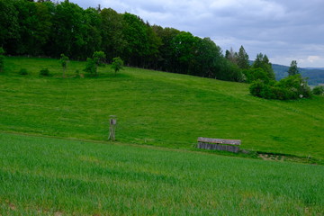 Fototapeta premium Wiese