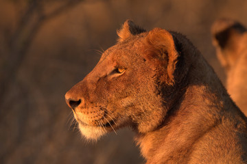Lion looking out into the sunset 