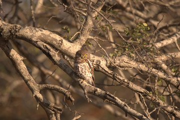 Owl sitting in the tree perfectly camouflaged 