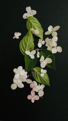 white flower  leaves design on black background