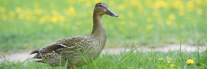 Drake and duck on green grass. Summer and spring time.
