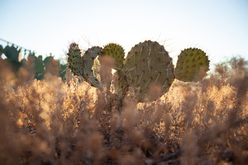 green prickly pear cactus in the hot Arizona sun