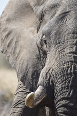 Close up of an Elephant Bull 