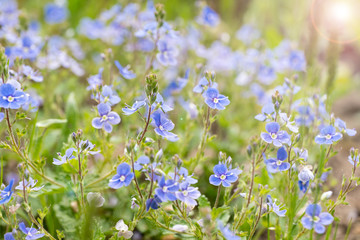 Blasted woodpecker in a meadow, Veronica chamaedrys