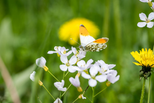 Fototapeta blooming dandelion in the meadow, with butterfly