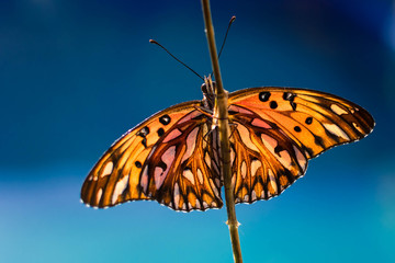 
ORANGE BUTTERFLY ON BRANCH