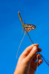 
ORANGE BUTTERFLY ON BRANCH