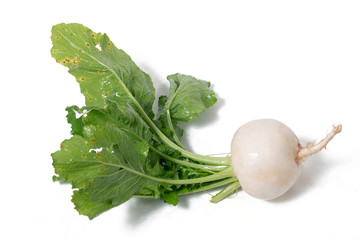 fresh organic white turnip root