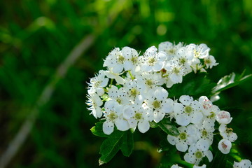 Blume