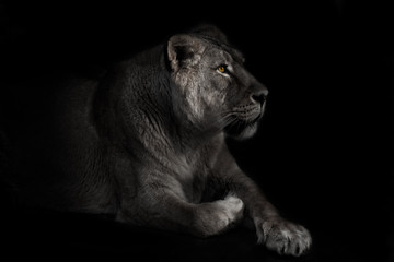 Plakat lioness in the moonlight dreamily looks forward with a bright gaze in the night darkness. Powerful beautiful beast.
