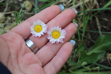 small daisy on a hand