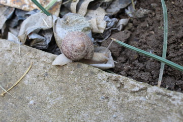 snail on a dirty road