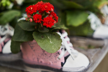 Abstract floral background. Beautiful colorful flowers in a flower shop
