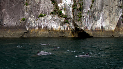 Dolphins jumping in Milford Sound, Fiorland, New Zealand