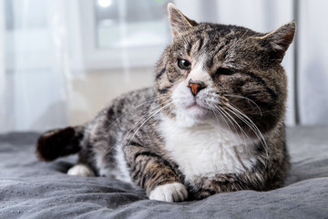 Cute aged cat lying on bed at home