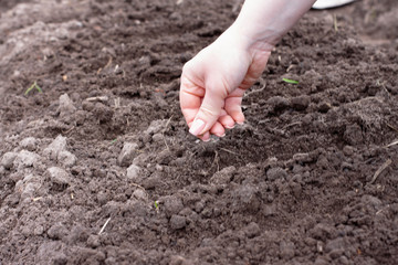 woman sow seeds in the garden. planting vegetables. work in the garden.